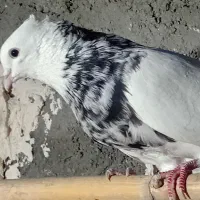 کبوتر