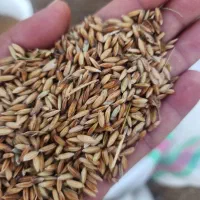 شلتوک عنبربو بذری درجه یک تناژ بالابدون غریبه‌وعلف