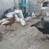 مرغ و خروس گلین و بوقلمون|حیوانات مزرعه|نمین, |دیوار