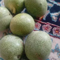 گردو تازه