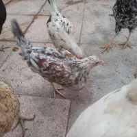 مرغ وخروس ونیمچه گلین|حیوانات مزرعه|قرچک, میرزائی شمالی|دیوار