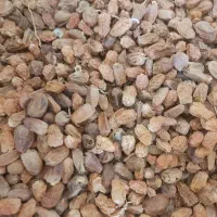 کنگه خشک خرما