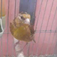 جوجه سهره قناری نر دهن لر ۳ ماهه|پرنده|فردیس, شهرک سپاه|دیوار