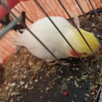 عروس هلندی نر سخنگو