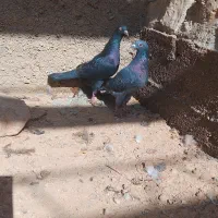 دو کبوتر نر و ماده درحال چو کشی در دینراک|پرنده|اندیکا, |دیوار