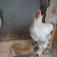 خروس برهما سالم و سرحال