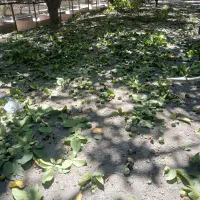 خریدار گردو