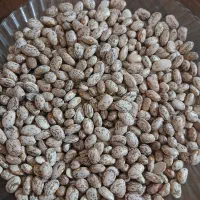 لوبیا چیتی برداشت امسال