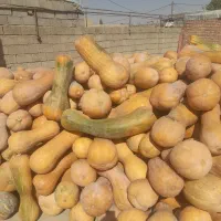 کدو حلوایی|خوردنی و آشامیدنی|سیمینه, |دیوار