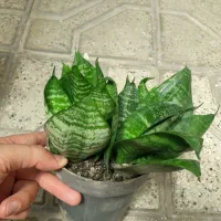 سانسوریا ، اشک عروس، گل قاشقی
