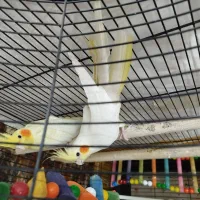 جفت عروس هلندی لوتینو|پرنده|مشهد, انقلاب|دیوار