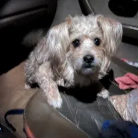 سگ شیتزو پا کوتاه