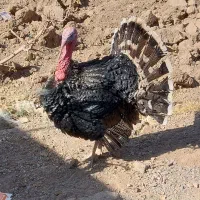 بوقلمون نر جوان