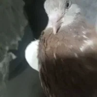 جوجه و بزرگه کله