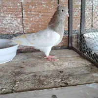 کبوتر پرشی و جوجه کشی|پرنده|بهشهر, |دیوار