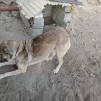 سگ روستا|سگ|ورزقان, |دیوار