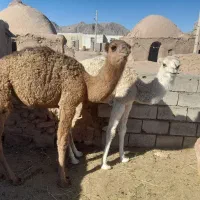 هاشی لوکی هر سه نر میباشد|حیوانات مزرعه|طبس, |دیوار