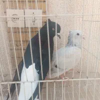 کبوتر دم سفید