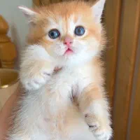 حرآا ج قصر طلایی گربه های نادر و اشرا فی بغلی|گربه|تهران, فرحزاد|دیوار