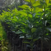 فروش نهال مرکبات رو پایه نارنج ، سیتروملو و c35|خدمات باغبانی و درختکاری|گتاب, |دیوار