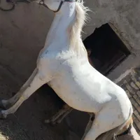 اسب مادیان|حیوانات|تاکستان, |دیوار