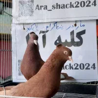 کفتر|پرنده|رفسنجان, |دیوار