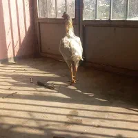 خروس لاری|حیوانات مزرعه|انگوت, |دیوار