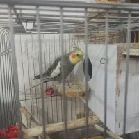 یک جفت عروس هلندی بایه جوجهچندروزه ویک عددکوتوله