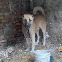 سگ سرابی|سگ|فاضل آباد, |دیوار