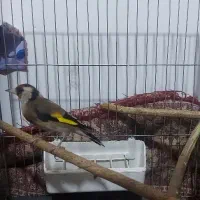 سهره سالم و سرحال نژاد دار