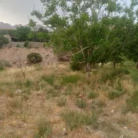 زمین باغ|فروش خانه و ویلا|کرمان, |دیوار