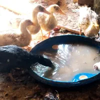 اردک|حیوانات مزرعه|اصفهان, سلطان‌آباد|دیوار