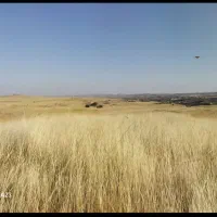 کاه گندم امسال