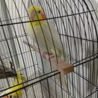 سه عدد عروس هلندی