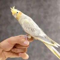 طوطی عروس هلندی ماده فروش و معاوضه با نر بالغ