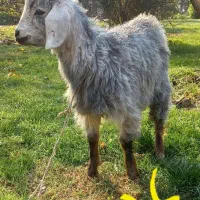 بره نروماده و بزغاله ماده|حیوانات مزرعه|تبریز, |دیوار