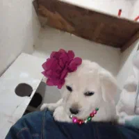 واگذاری ۴ توله  سالم ۲ماده‌ نره ۲ ماه نیم ماه|سگ|اردبیل, |دیوار