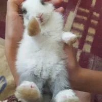 بچه  خرگوش