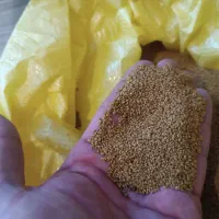 بذر قره یونجه اعلا|خدمات باغبانی و درختکاری|پلدشت, |دیوار