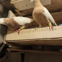 ۲۰تاکبوتر درجه۱ بلندوکشیده جوان .جفتگاه و پرش