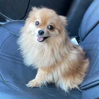 فروش سگ پامر|سگ|زید آباد, |دیوار