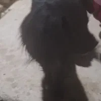 فروش کوتلو سگ نژادپامرانین سیاو اشپیتز|سگ|گلپایگان, |دیوار