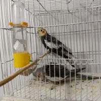 سه عدد عروس هلندی باهم ۱۷۰۰