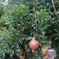 400 متر باغچه غارسی فرهنگشهر شیراز|فروش زمین و ملک کلنگی|شیراز, فرهنگ شهر|دیوار