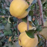 به یا حیوا