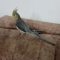 جوجه عروس هلندی