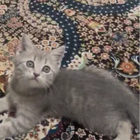 گربه بریتیش