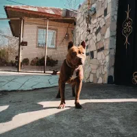 پیت بول تریر آمریکایی