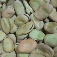 فروش باقلا خشک درجه یک به شرط پخت بدون پشه|خوردنی و آشامیدنی|تهران, تهرانپارس شرقی|دیوار