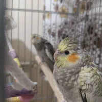 دو عدد جوجه عروس هلندی رام و دستی
